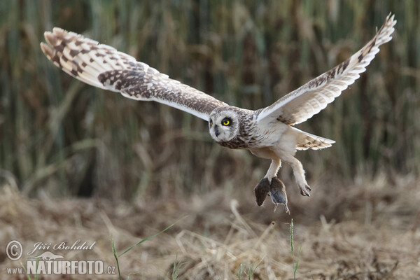 Short-eared Owl (Asio flammeus)