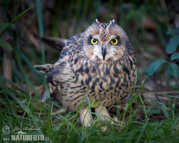 Short-eared Owl (Asio flammeus)