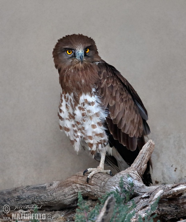 Short-toed Eagle (Circaetus gallicus)