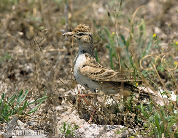 Short-toed Lark (Calandrella brachydactyla)