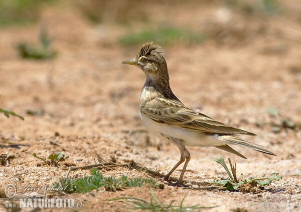 Short-toed Lark (Calandrella brachydactyla)