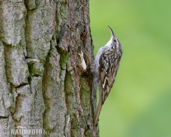 Short-toed Treecreeper (Certhia brachydactyla)