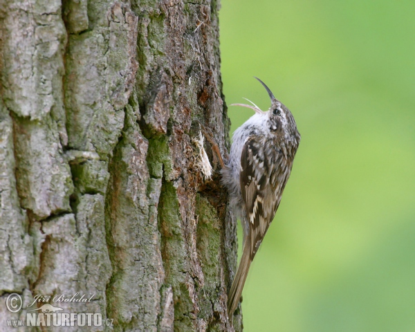 Short-toed Treecreeper (Certhia brachydactyla)