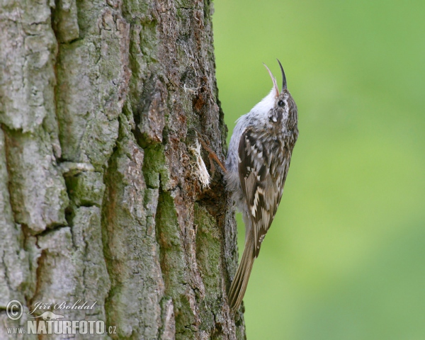 Short-toed Treecreeper (Certhia brachydactyla)