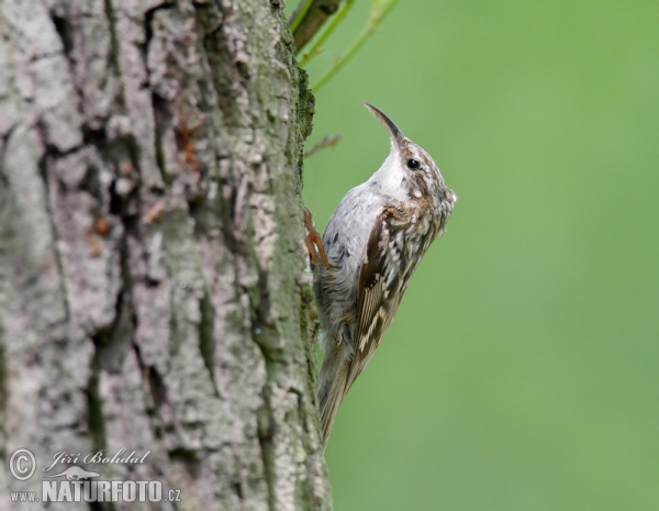 Short-toed Treecreeper (Certhia brachydactyla)