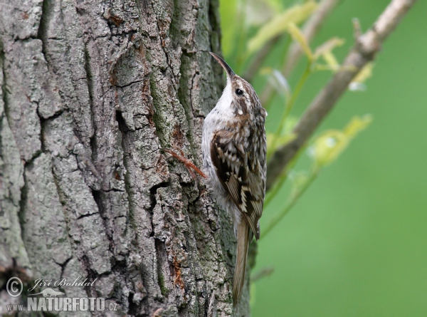 Short-toed Treecreeper (Certhia brachydactyla)