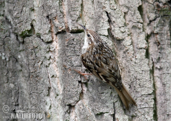 Short-toed Treecreeper (Certhia brachydactyla)