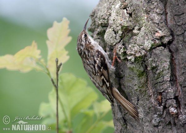 Short-toed Treecreeper (Certhia brachydactyla)