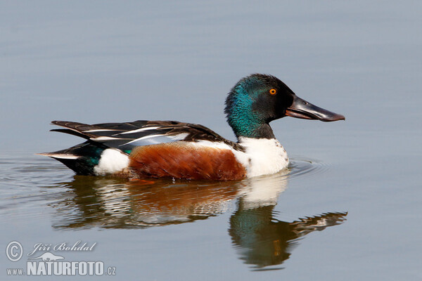 Shoveler (Anas clypeata)