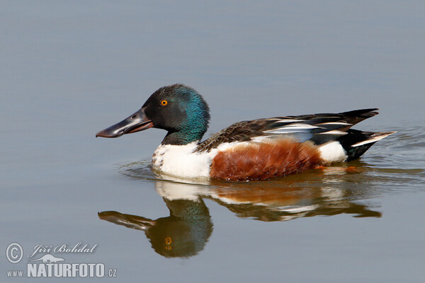 Shoveler (Anas clypeata)