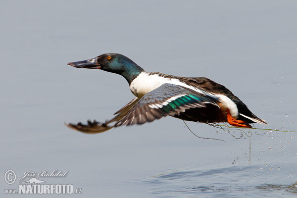 Shoveler (Anas clypeata)