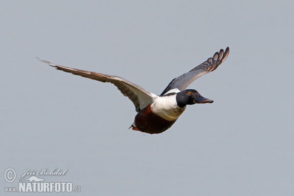 Shoveler (Anas clypeata)