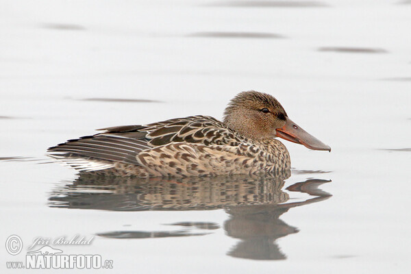 Shoveler (Anas clypeata)