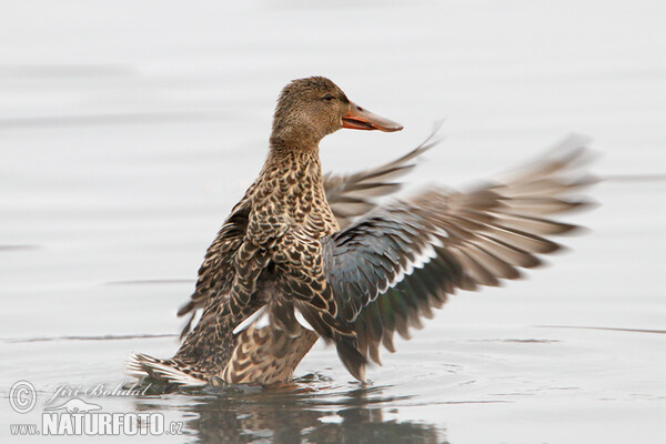 Shoveler (Anas clypeata)