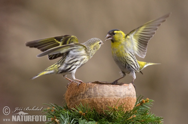 Siskin (Carduelis spinus)