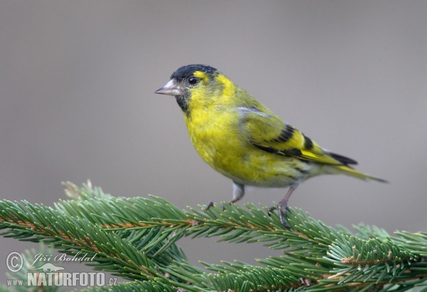 Siskin (Carduelis spinus)