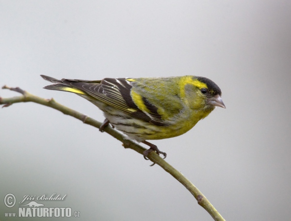 Siskin (Carduelis spinus)