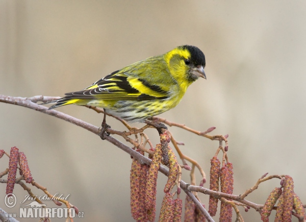 Siskin (Carduelis spinus)