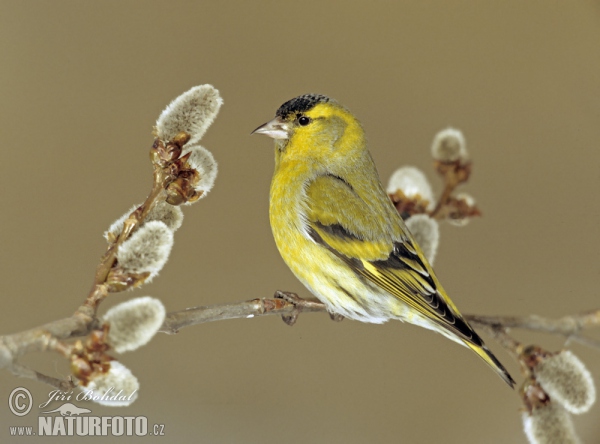 Siskin (Carduelis spinus)