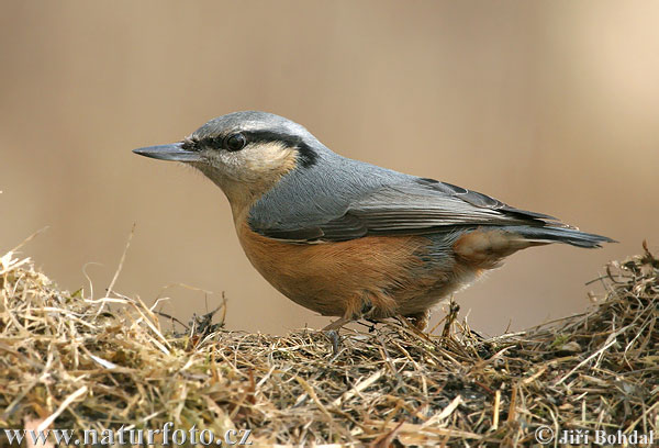 Sitta europaea