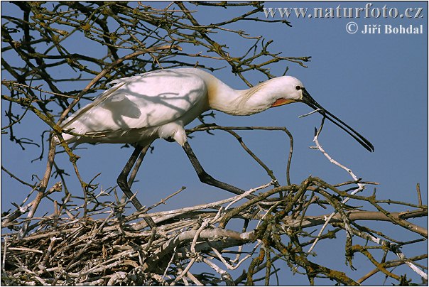 Skedstork