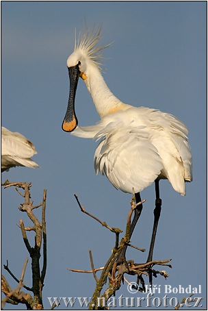 Skedstork