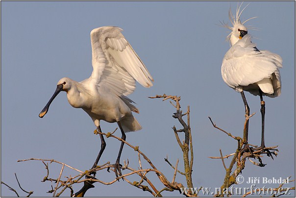 Skedstork