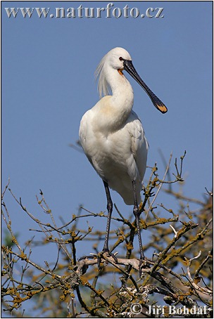 Skedstork