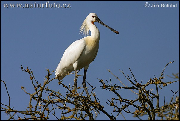 Skedstork