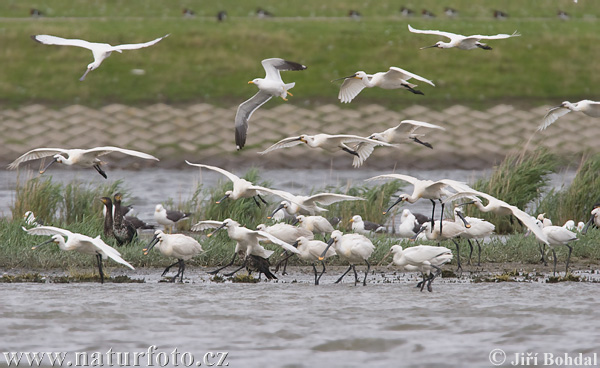 Skedstork
