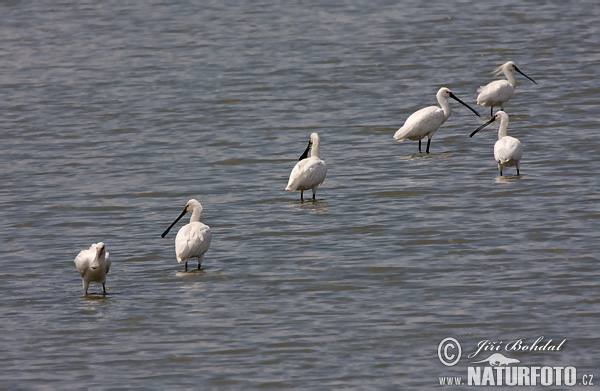 Skedstork