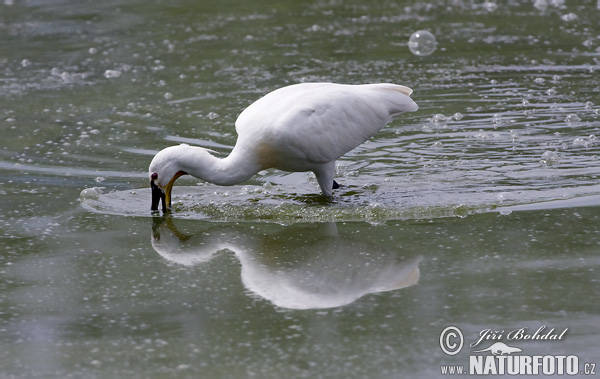 Skedstork