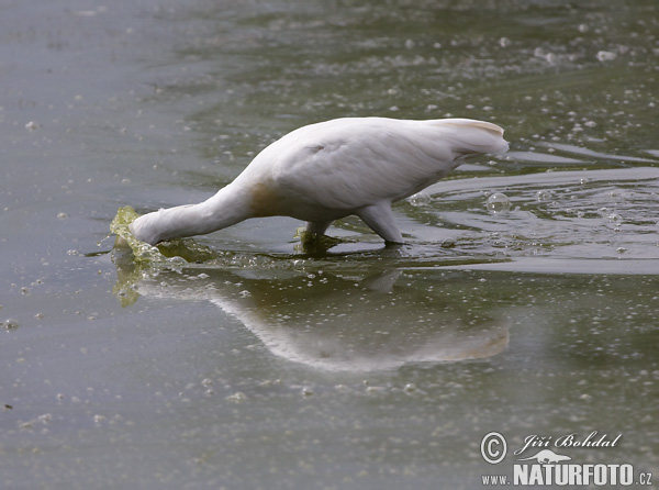 Skedstork