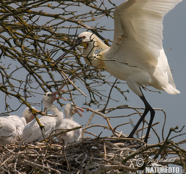 Skjestork