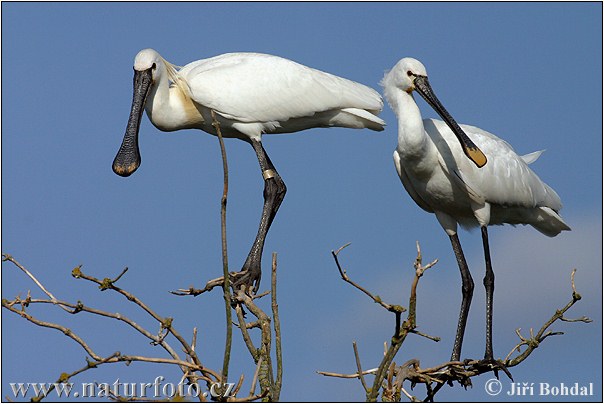 Skjestork