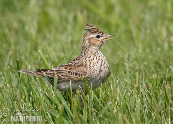 Skylark (Alauda arvensis)