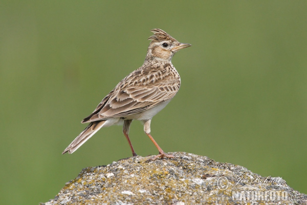 Skylark (Alauda arvensis)