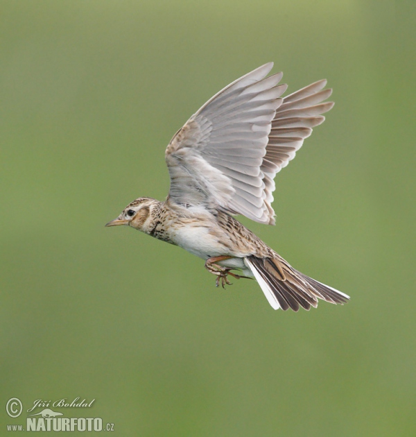 Skylark (Alauda arvensis)