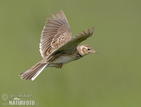 Skylark (Alauda arvensis)