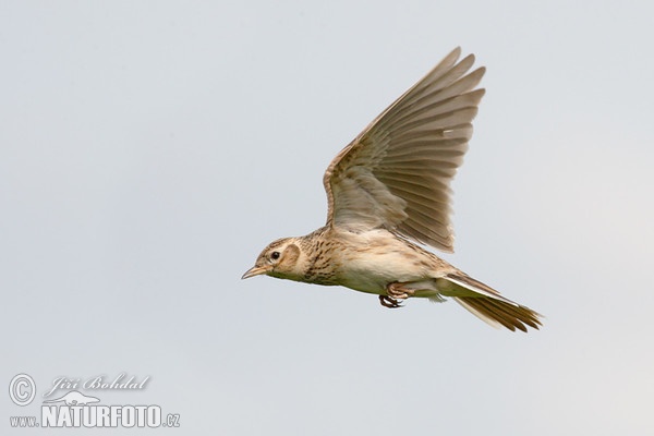 Skylark (Alauda arvensis)