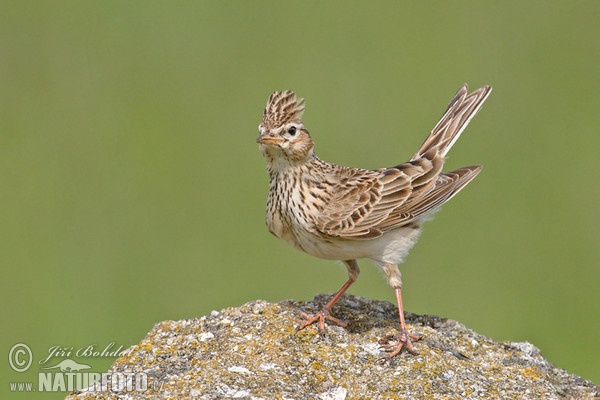 Skylark (Alauda arvensis)