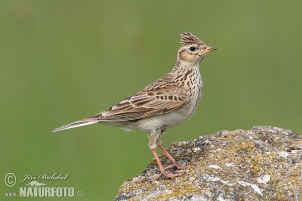 Skylark (Alauda arvensis)