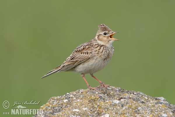 Skylark (Alauda arvensis)