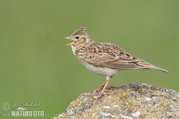 Skylark (Alauda arvensis)