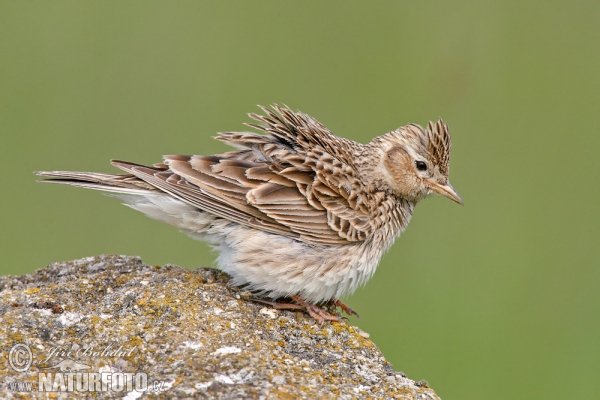 Skylark (Alauda arvensis)