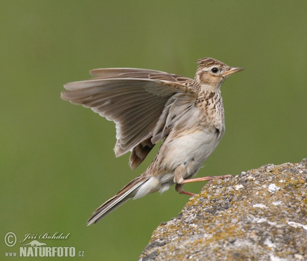 Skylark (Alauda arvensis)