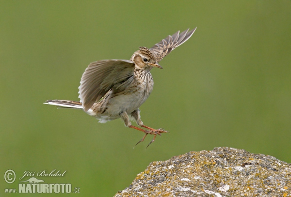 Skylark (Alauda arvensis)