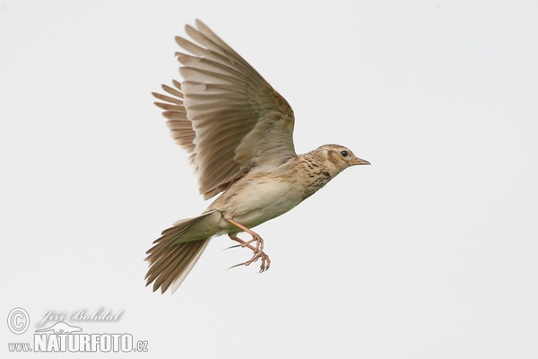 Skylark (Alauda arvensis)