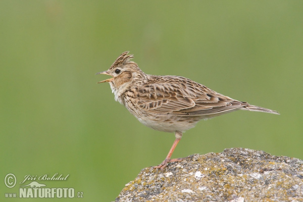 Skylark (Alauda arvensis)