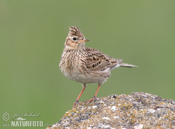 Skylark (Alauda arvensis)